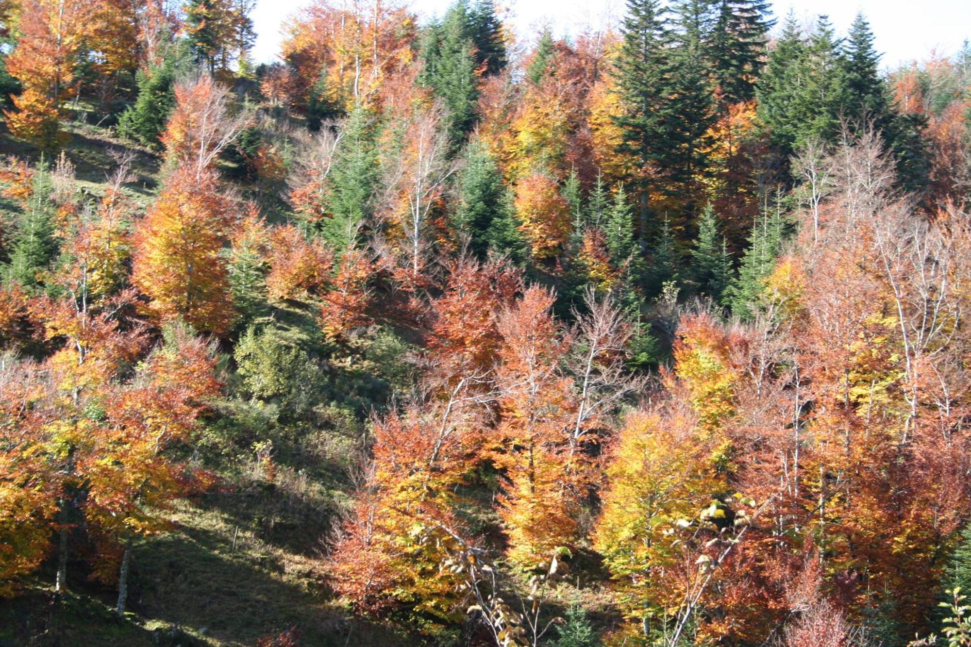 Logis Hotel Restaurant Les Cevennes Saint-Cirgues-en-Montagne Esterno foto